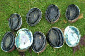 Dive for paua at Kaka Point.
