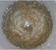During the season there are exceptional runs of whitebait up the Clutha River.