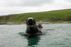 There are seals, sea lions and penguins all around the Kaka Point and Catlins coast.