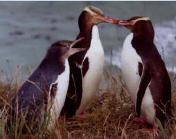 There is a large resident penguin colony a few minutes drive from Kaka Point township.