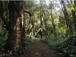 There are bush walks everywhere in the Kaka Point area and the wider Catlins region. All are full of native birds.